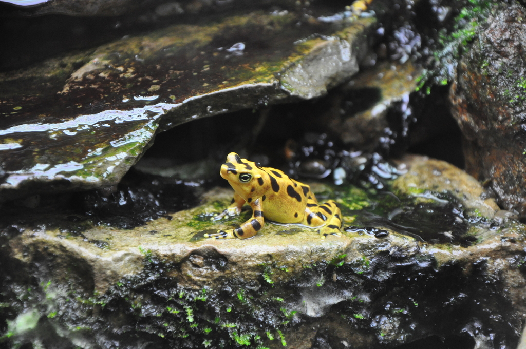 Panamanian Golden Frog