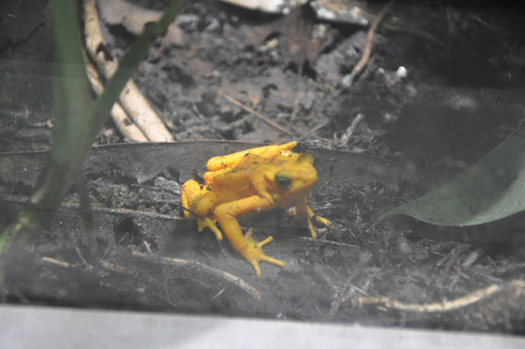 Panamanian Golden Frog