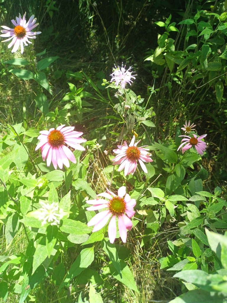 Purple Coneflower