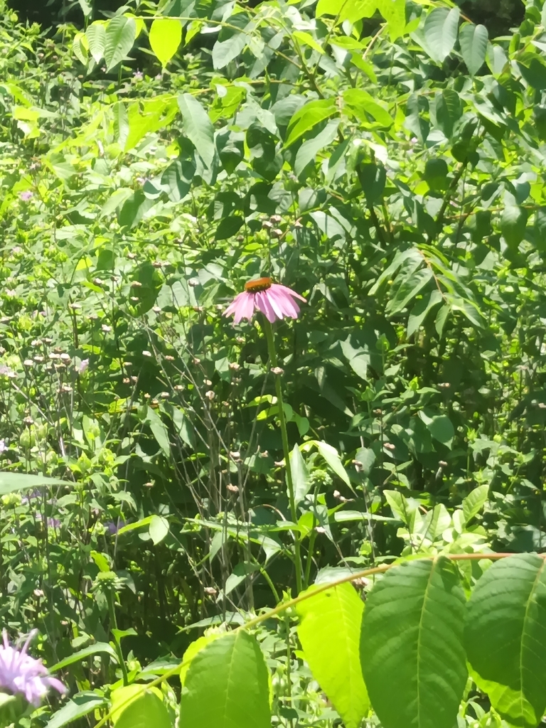 Purple Coneflower