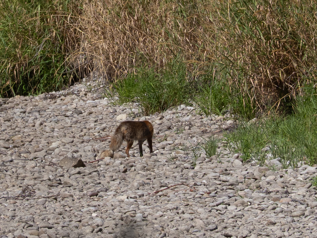 Red Fox