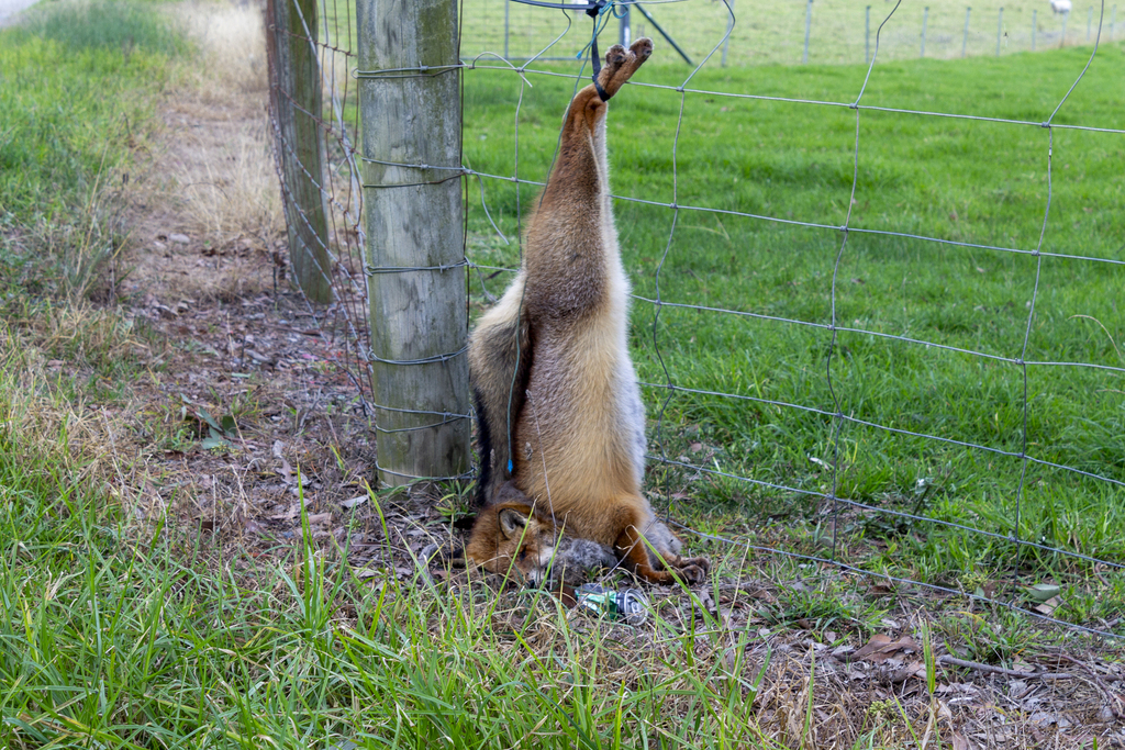 Red Fox