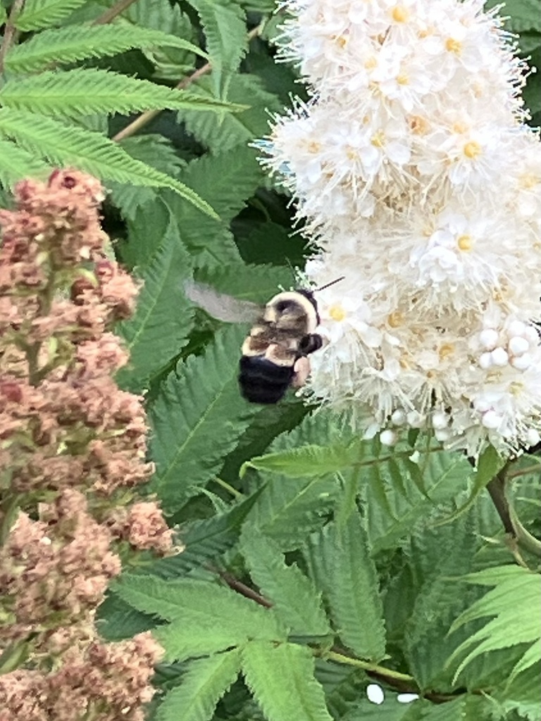 Rusty Patched Bumble Bee