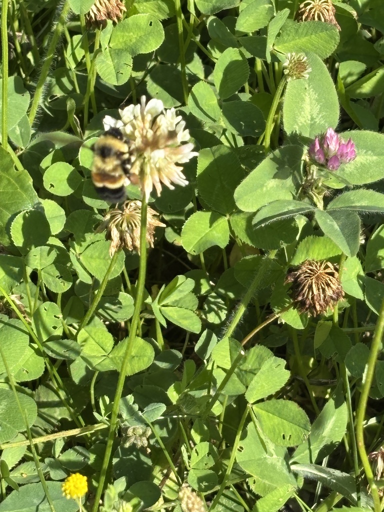 Rusty Patched Bumble Bee