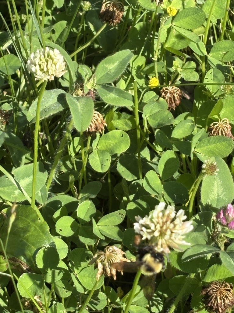 Rusty Patched Bumble Bee