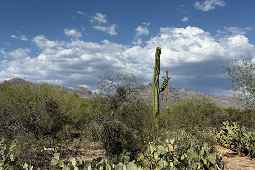 Saguaro