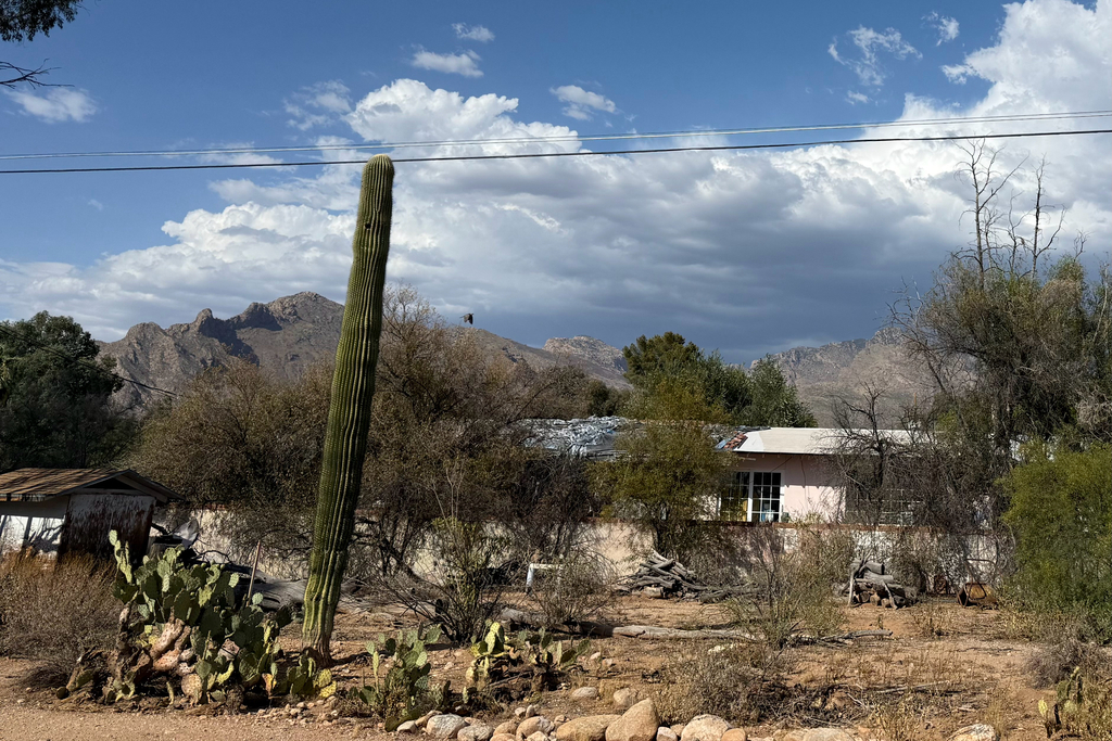 Saguaro Cactus
