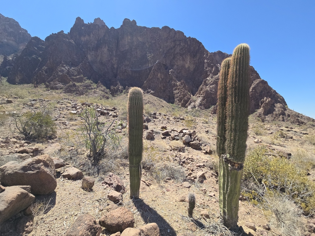 Saguaro Cactus