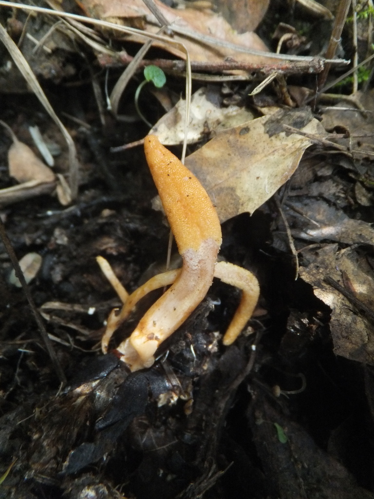 Scarlet Caterpillar Fungus