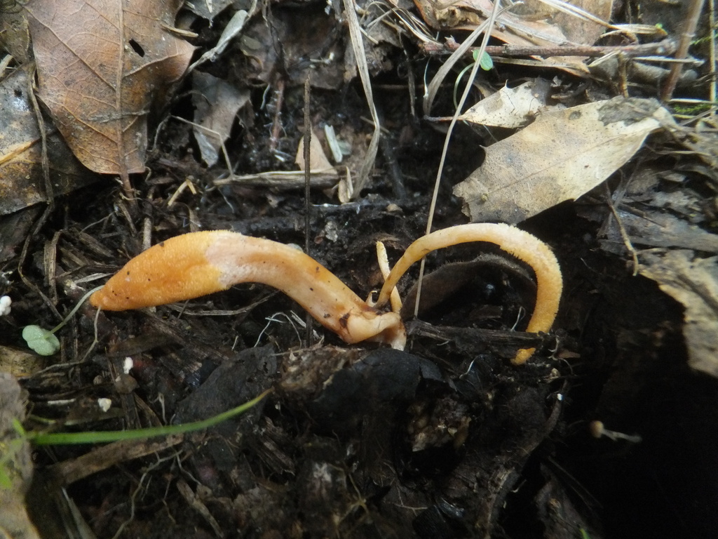 Scarlet Caterpillar Fungus