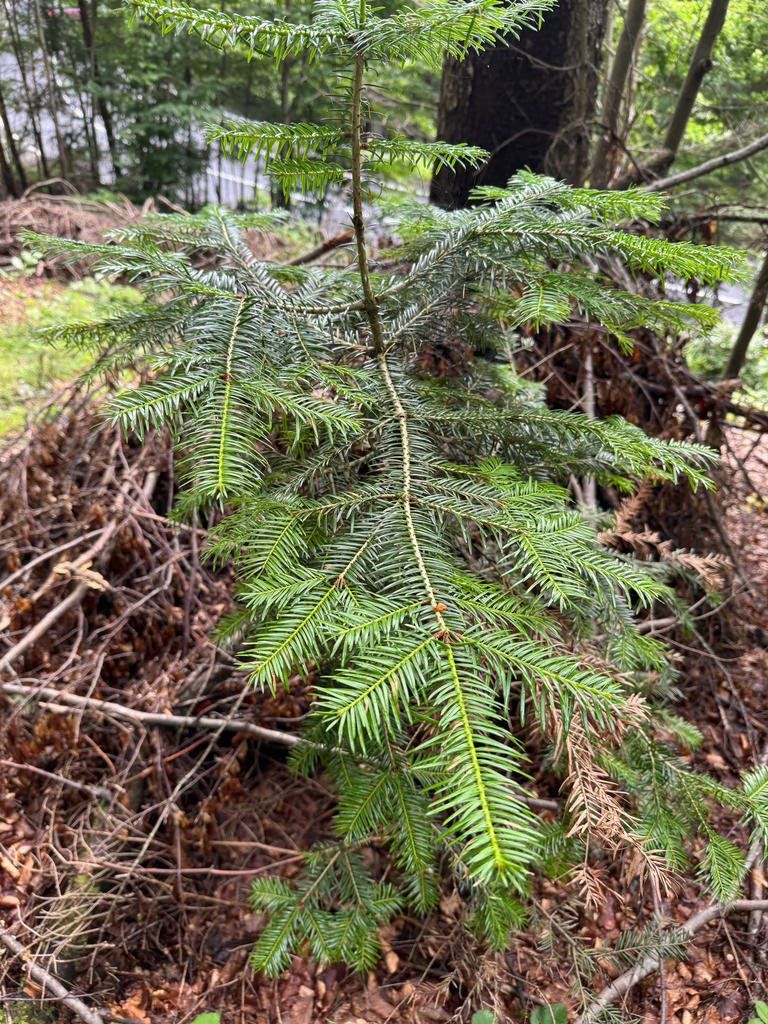 Silver Fir