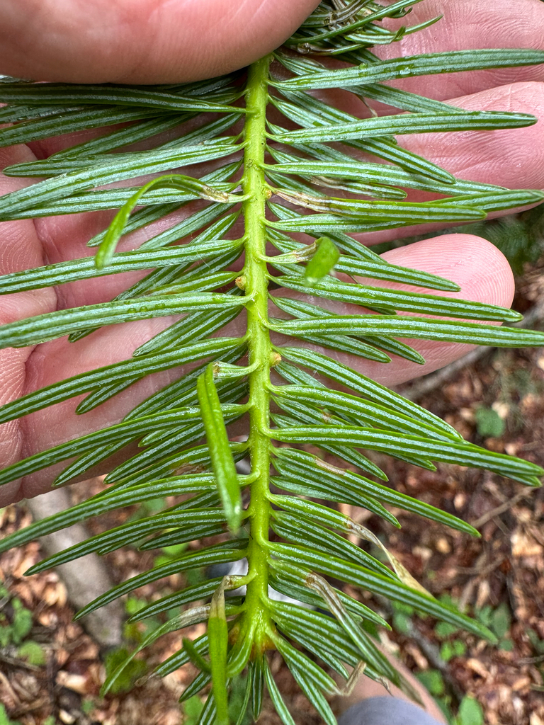 Silver Fir