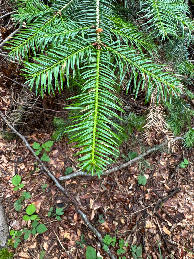 Silver Fir