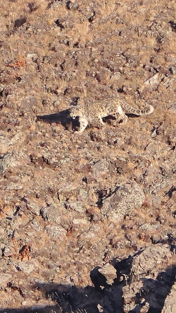 Leopardo De Las Nieves