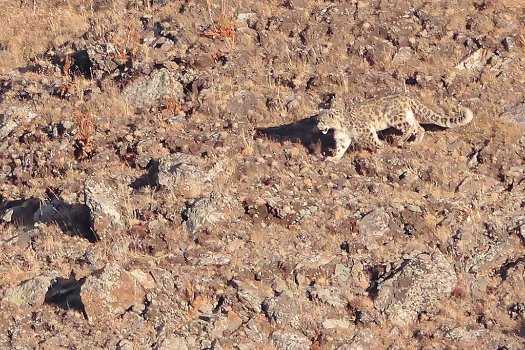 Snow Leopard