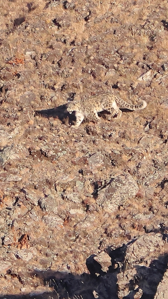 Snow Leopard