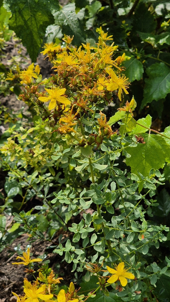 St. John's Wort