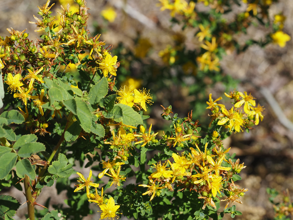 St. John's Wort