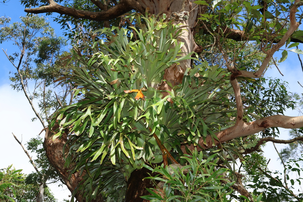 Staghorn Fern