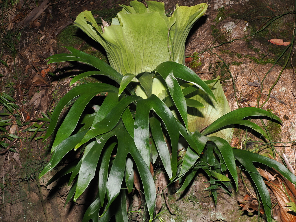 Staghorn Fern