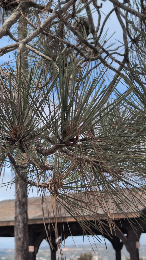 Torrey Pine