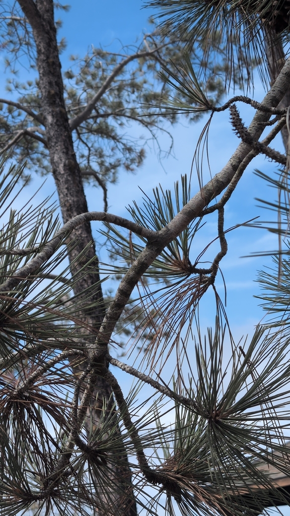 Torrey Pine