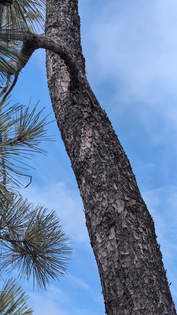 Torrey Pine