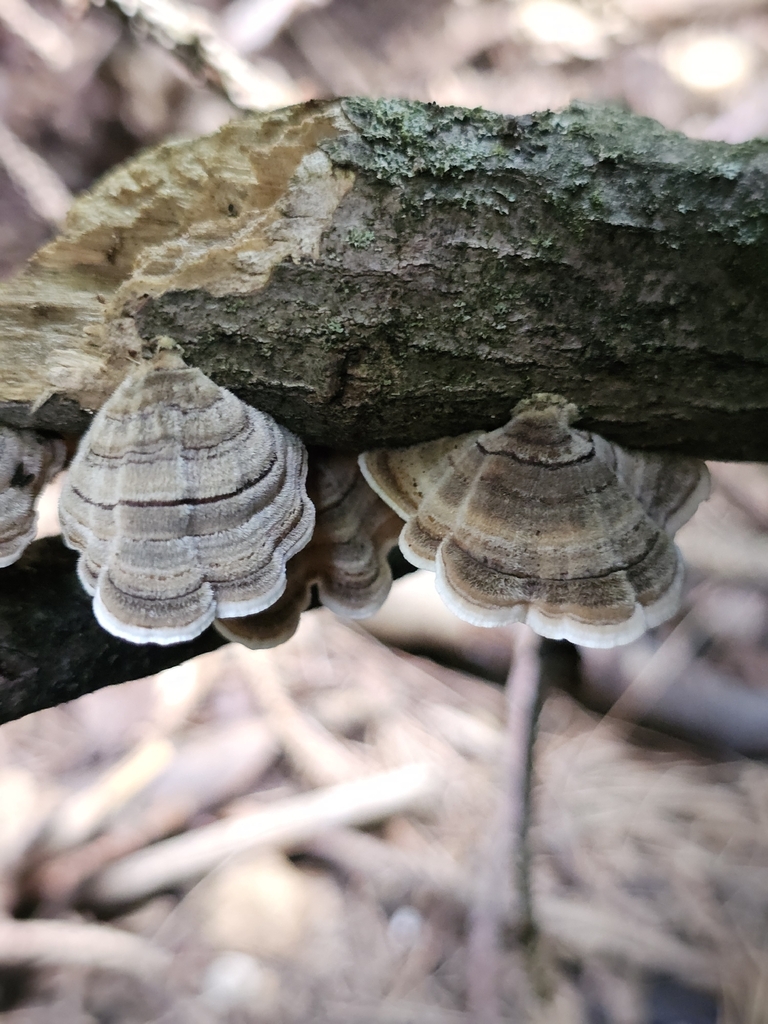Turkey Tail