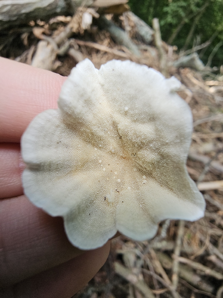 Turkey Tail