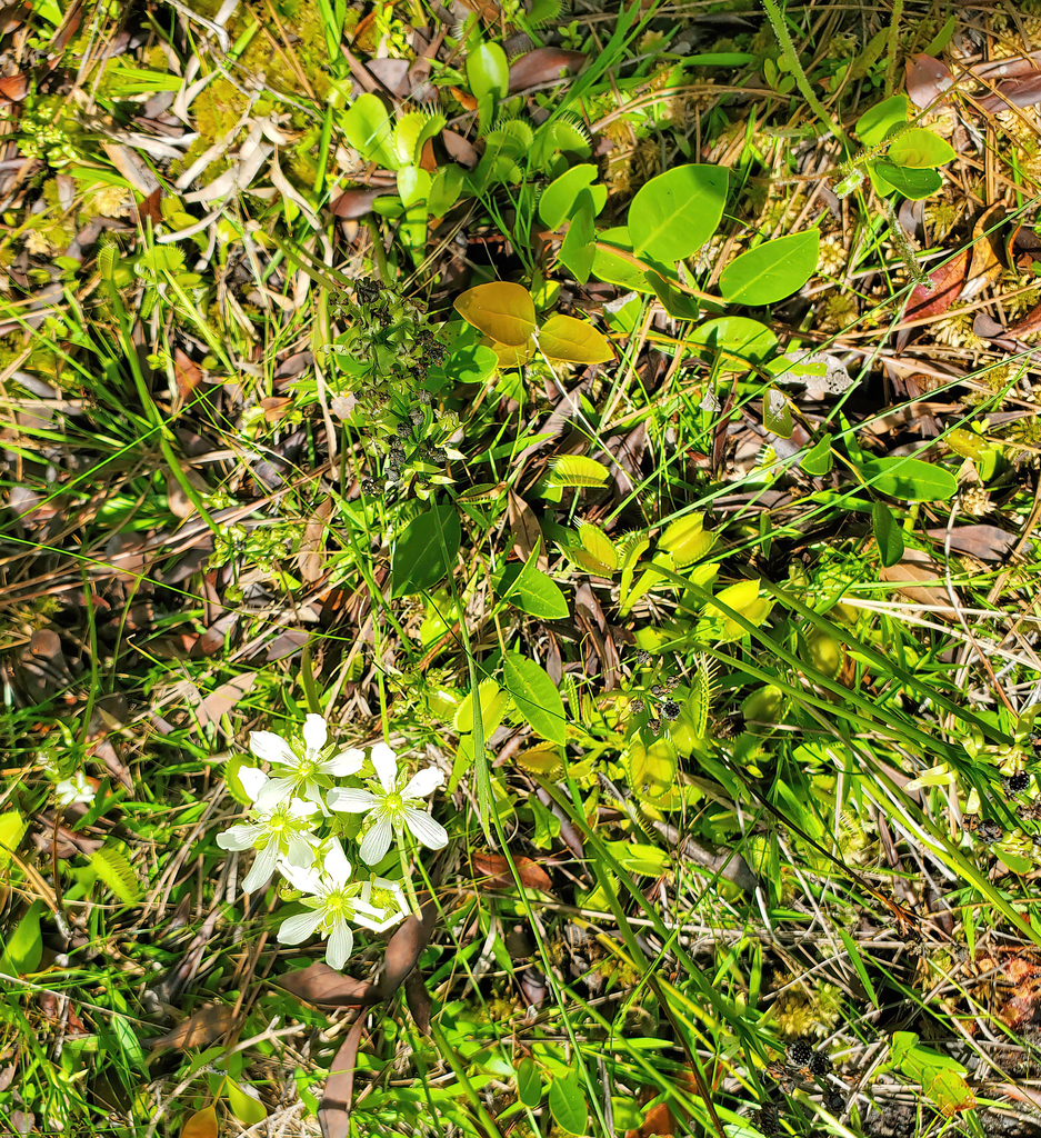Venus Flytrap
