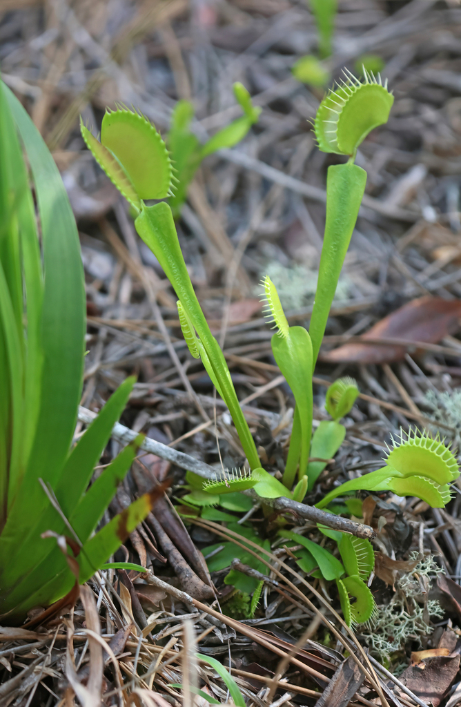 Venus Flytrap
