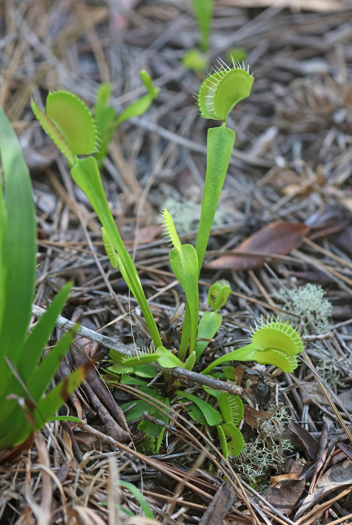 Venus Flytrap