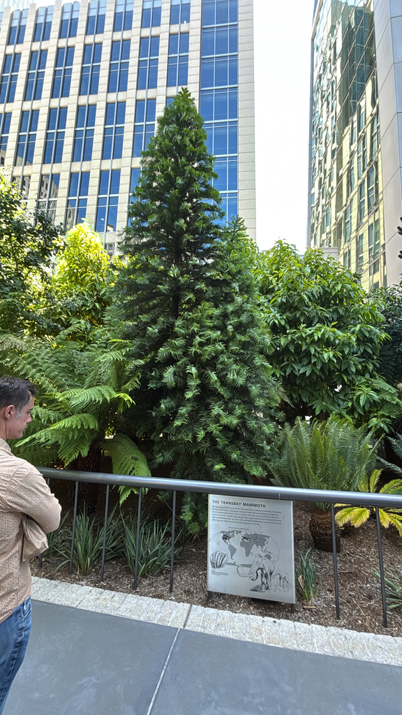 Wollemi Pine