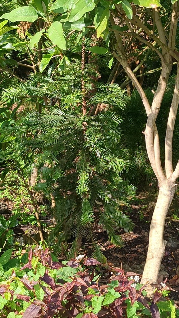 Wollemi Pine