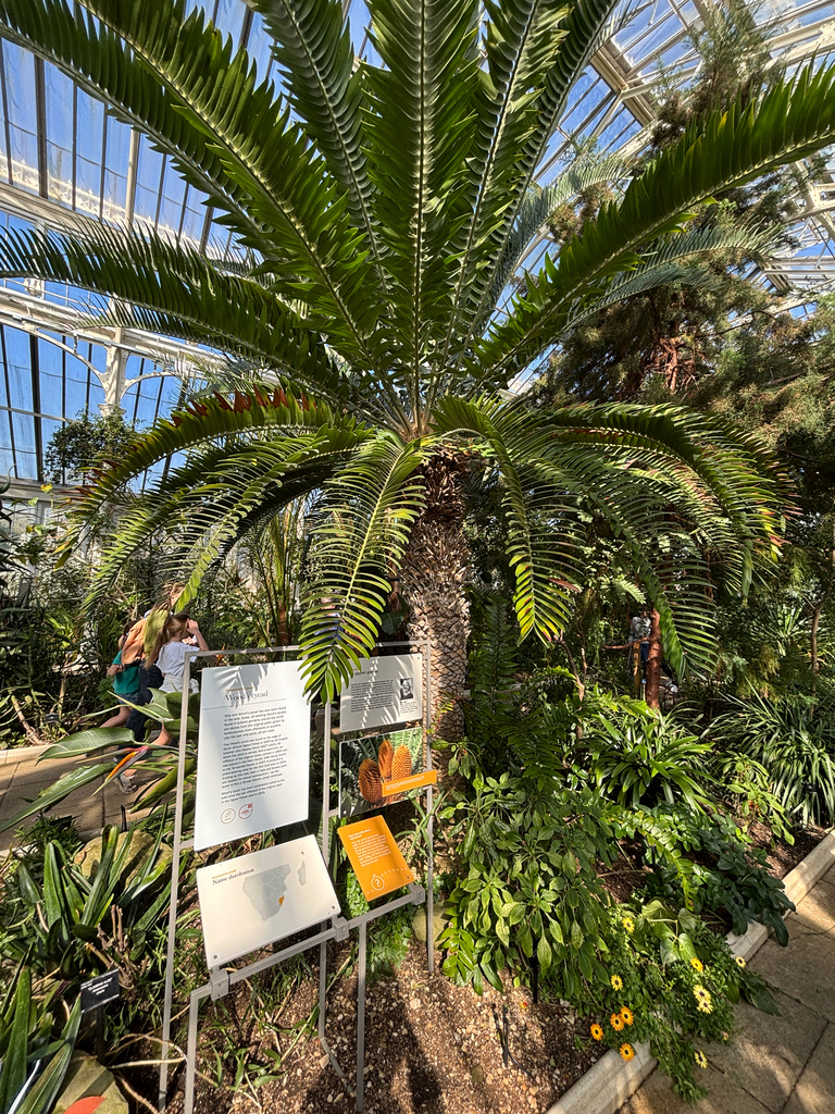 Wood’s Cycad