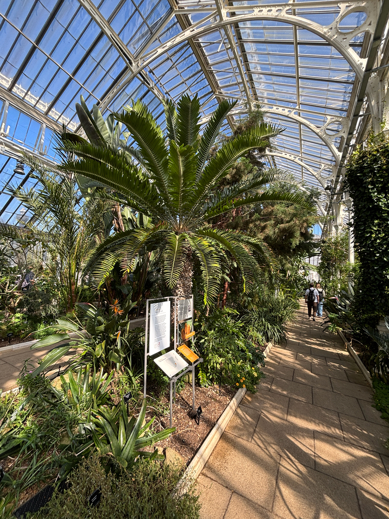 Wood's Cycad