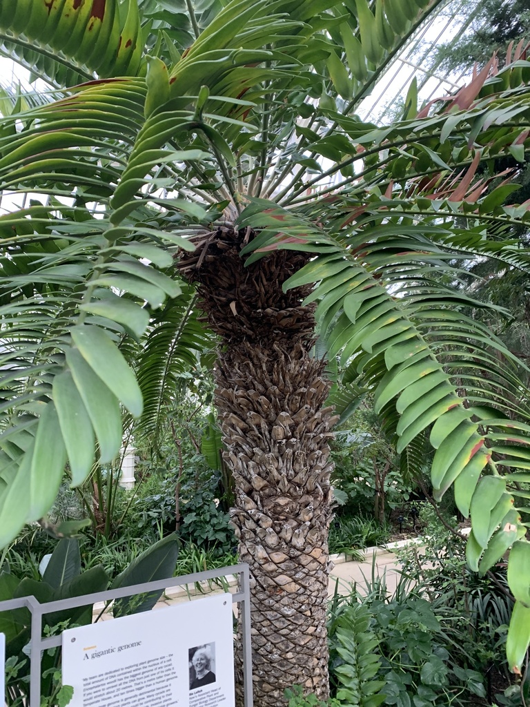 Wood's Cycad