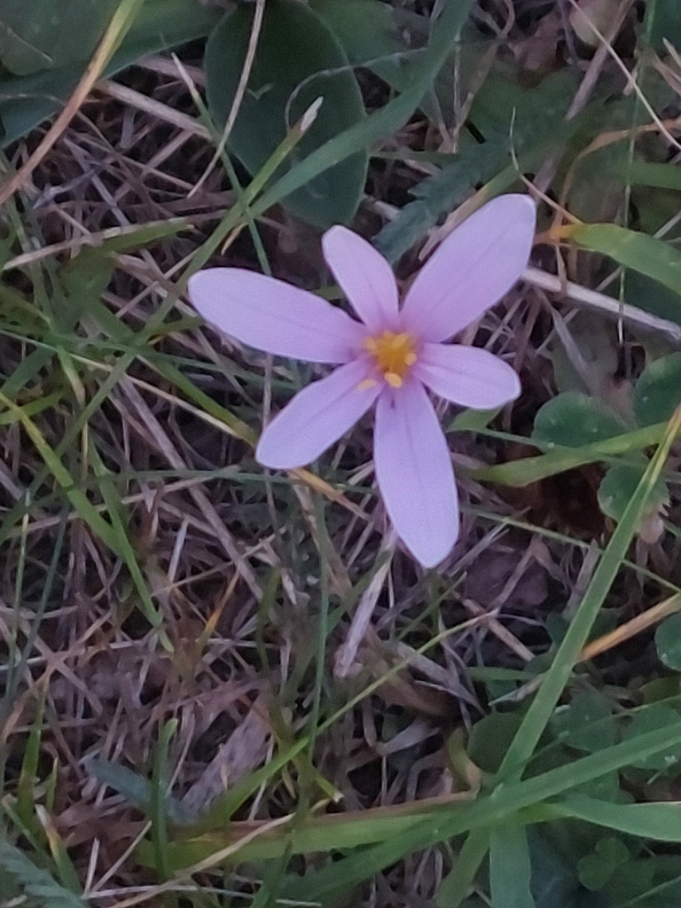 Autumn Crocus