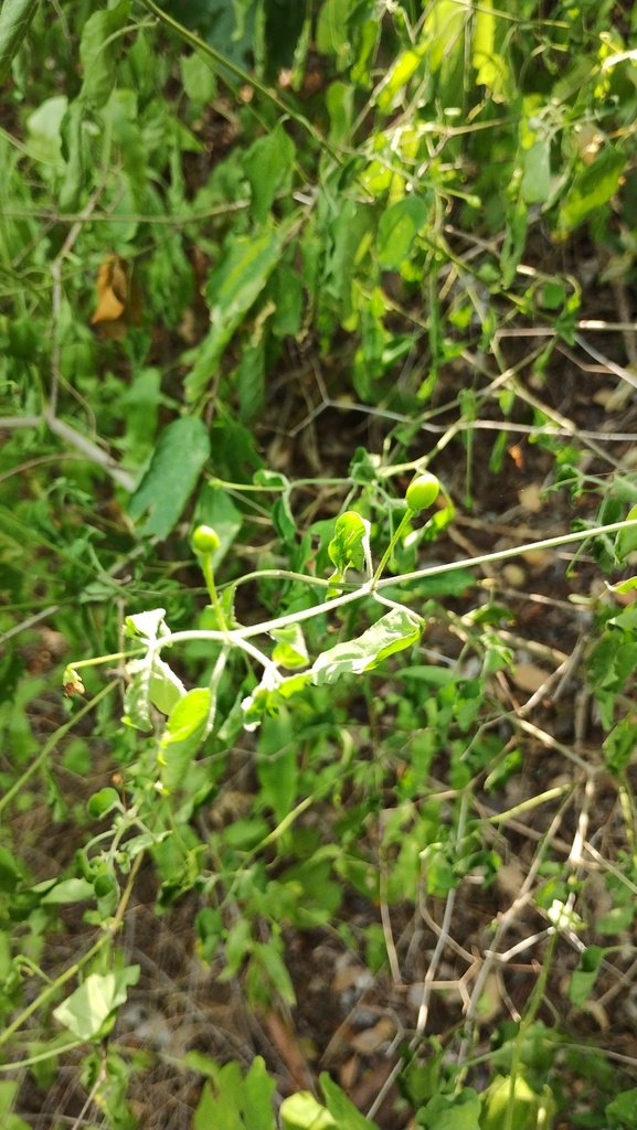 Bell Pepper