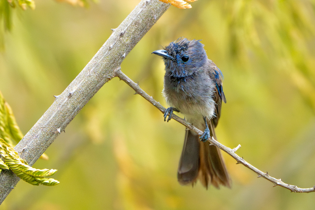 Black Monarch