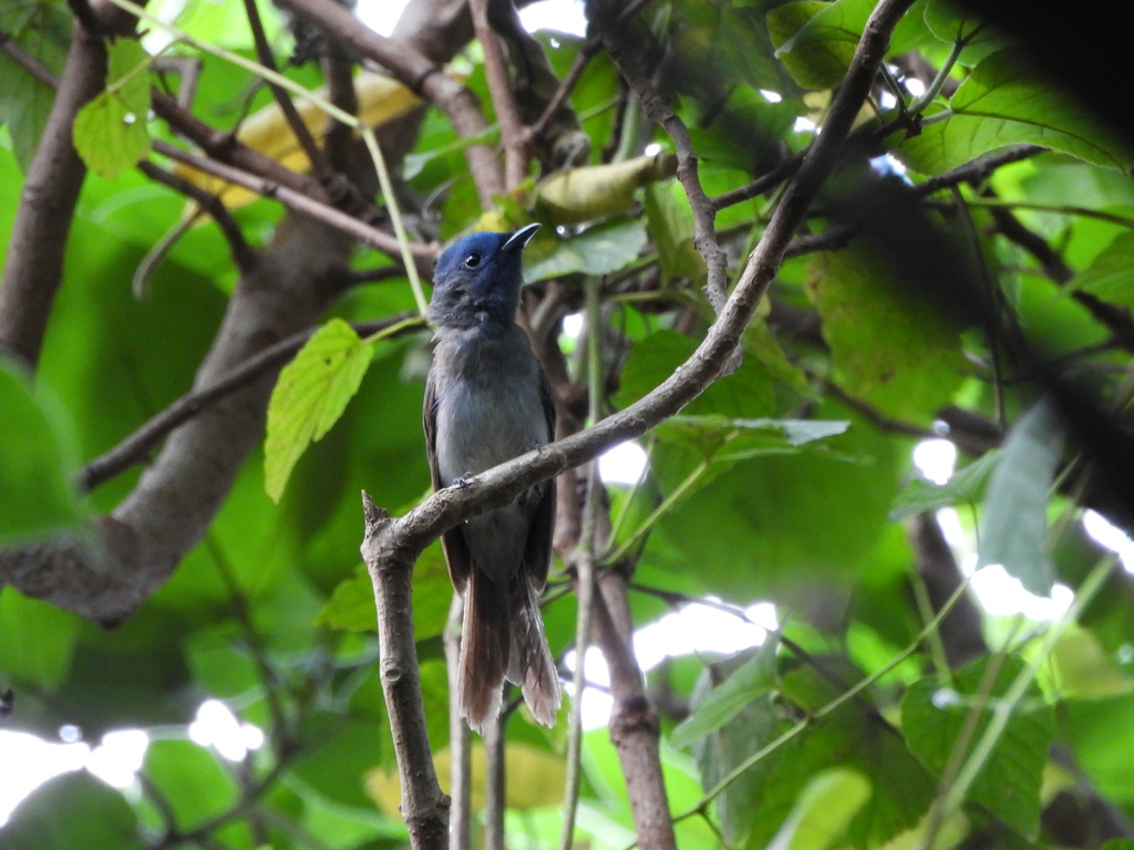 Black Monarch