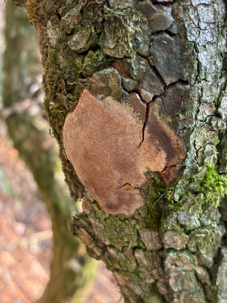 Blackish Polypore