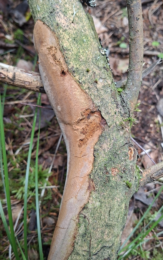Blackish Polypore