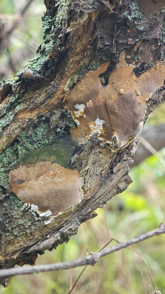 Blackish Polypore