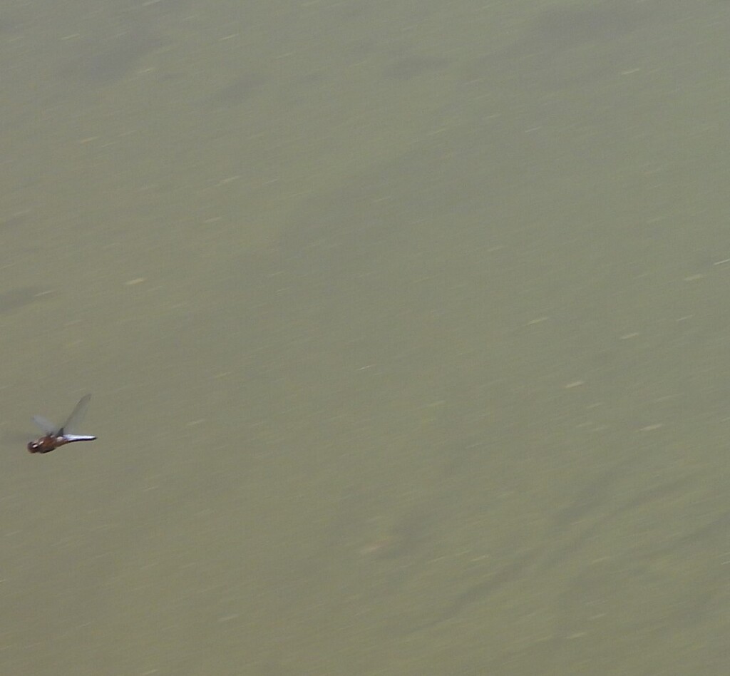 Broad Bodied Chaser