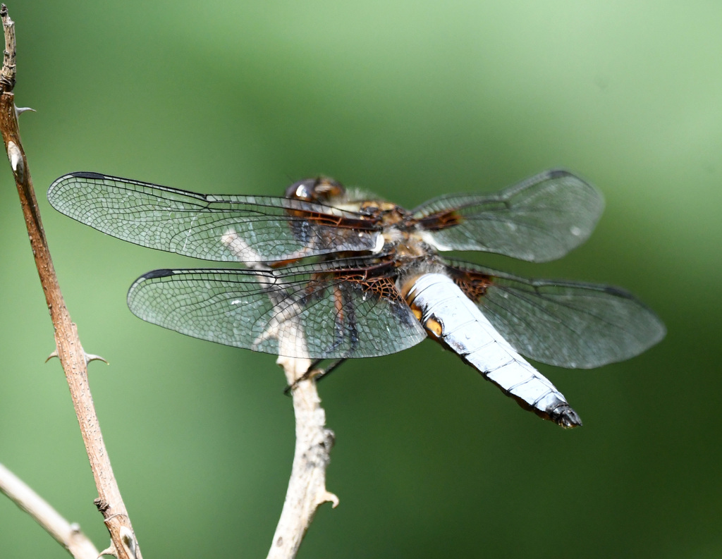Broad Bodied Chaser