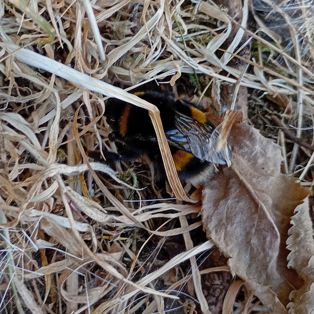 Buff-tailed Bumblebee