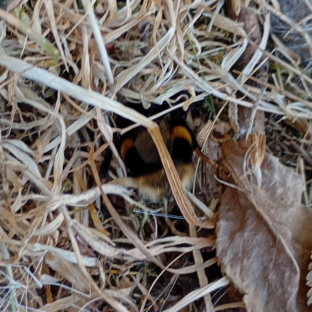 Buff-tailed Bumblebee