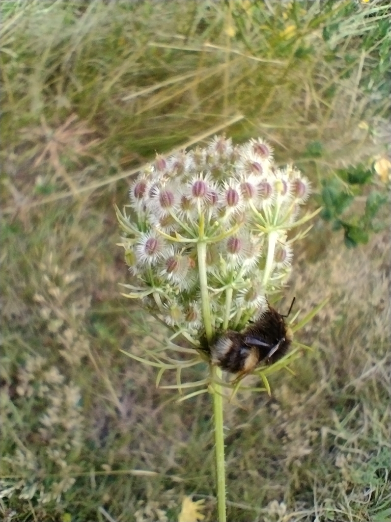 Buff-tailed Bumblebee