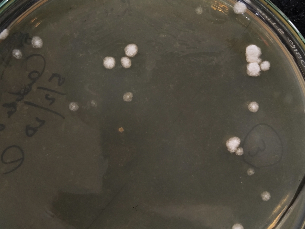 Candida Yeast